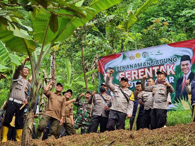 PENANAMAN JAGUNG SERTENTAK UNTUK KETAHANAN PANGAN
